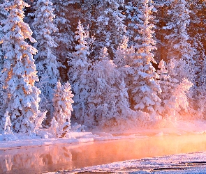 Śnieg, Las, Zima