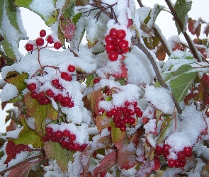 Liście, Owoce Ośnieżone, Śnieg