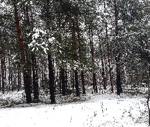 Zima, Las