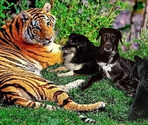 Pantera, Tygrys, Psy