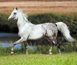 Biały, Trawa, Koń