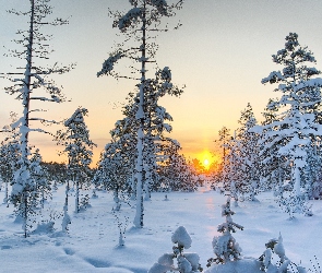 Śnieg, Wschód słońca, Las