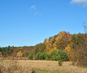 Łąka, Niebo, Jesień, Drzewa