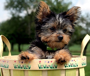 Koszyk, Yorkshire Terrier