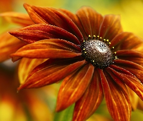 Rudbekia, Kwiat