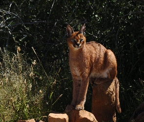 Skała, Afryka, Karakal