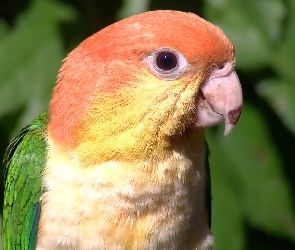 Papuga, Zielone Tło, Kolorowa