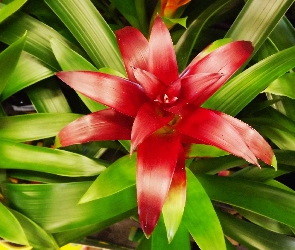 Guzmania, Kwiat