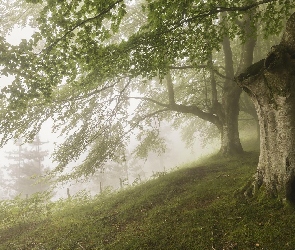 Mgła, Drzewa, Stare