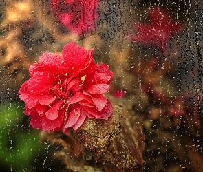 Kwiat, Czerwony, Odbicie, Spływające , Krople, Deszczu , Szyba