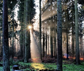 Las, Promienie słońca, Drzewa