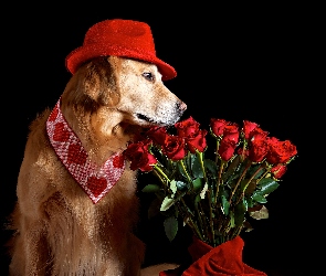 Pies, Róże, Kapelusz, Bukiet, Golden retriever