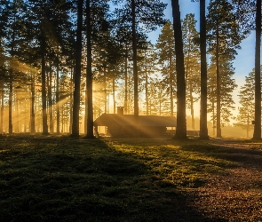 Przebijające Światło, Drzewa, Domek, Las