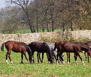 Konie , Łąka, Zwierzęta