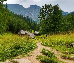 Zakopane, Polska, Ścieżka, Góry, Tatry