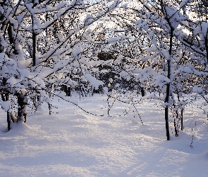 Zima, Drzewa, Śnieg