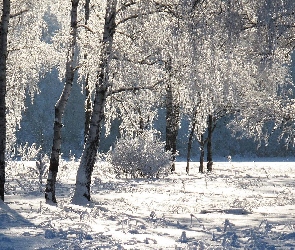 Zima, Drzewa, Las