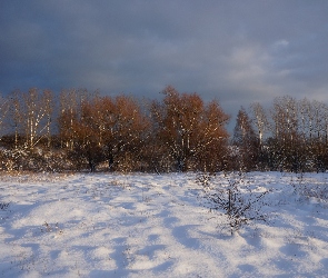 Śnieg, Drzewa, Zima