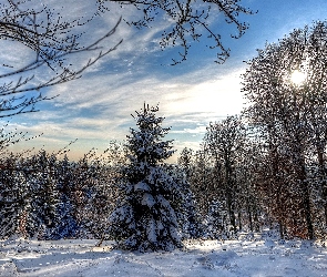 Zima, Śnieg, Drzewa, Las