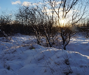 Śnieg, Drzewa, Zima