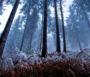 Zima, Mgła, Las