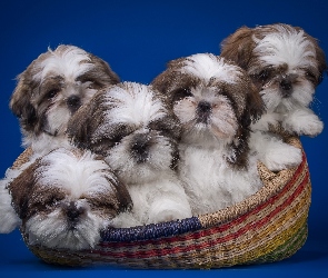 Pieski Shih Tzu