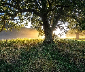 Drzewo, Trawa, Promienie Słońca