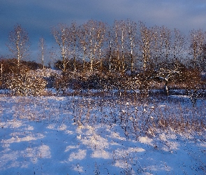 Śnieg, Drzewa, Zima