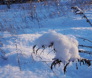 Roślina, Uschnięta, Zima, Śnieg