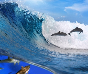 Delfiny, Fala, Morze