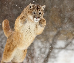 Zimą, Łapy, Skok, Śnieg, Puma