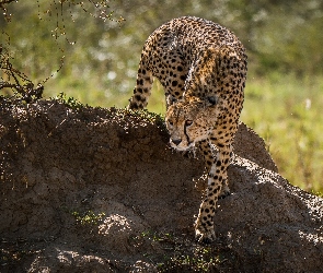 Gepard