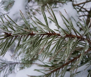 Śnieg, Sosny, Oszroniona, Gałązka