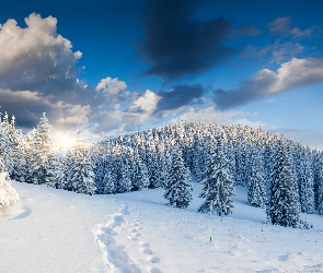 Śnieg, Słońce, Świerki, Las, Zima