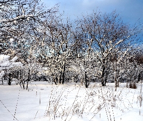 Zima, Śnieg, Drzewa