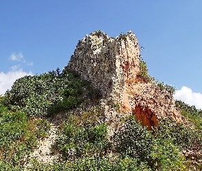 Skała, Roślinność