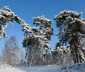 Drzewa, Las, Zima, Śnieg