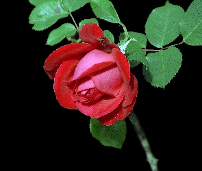 Róża, Listki, Czerwona