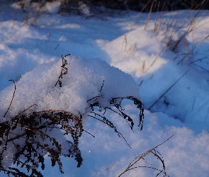 Roślina, Uschnięta, Zima, Śnieg