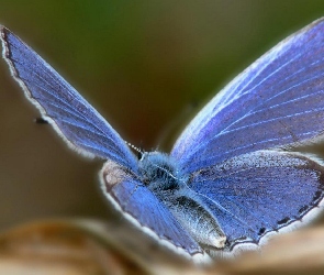 Motyl, Pyłek, Skrzydła, Modraszek ikar