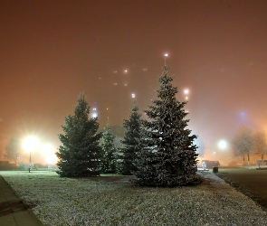 Park, Mgła, Świerki, Noc