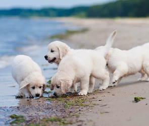 Golden, Wybrzeże, Plaża, Retriever, Szczeniaczki