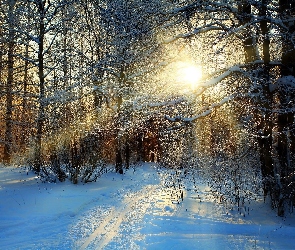 Las, Drzewa, Zima, Promienie, Słońca, Ścieżka