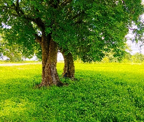 Łąka, Drzewa, Lato