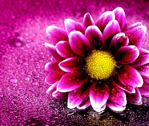 Makro, Krople Wody, Purpurowy, Kwiat