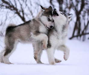 Husky, Zima, Psy
