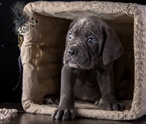 Pies Cane Corso