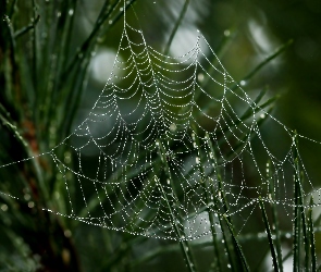 Makro, Krople Wody, Trawa, Pajęczyna