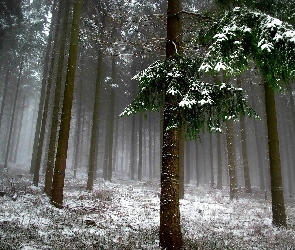 Śnieg, Mgła, Drzewa, Las, Zima