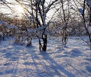 Zima, Drzewa, Słońce, Gałęzie, Przebijające Światło, Śnieg